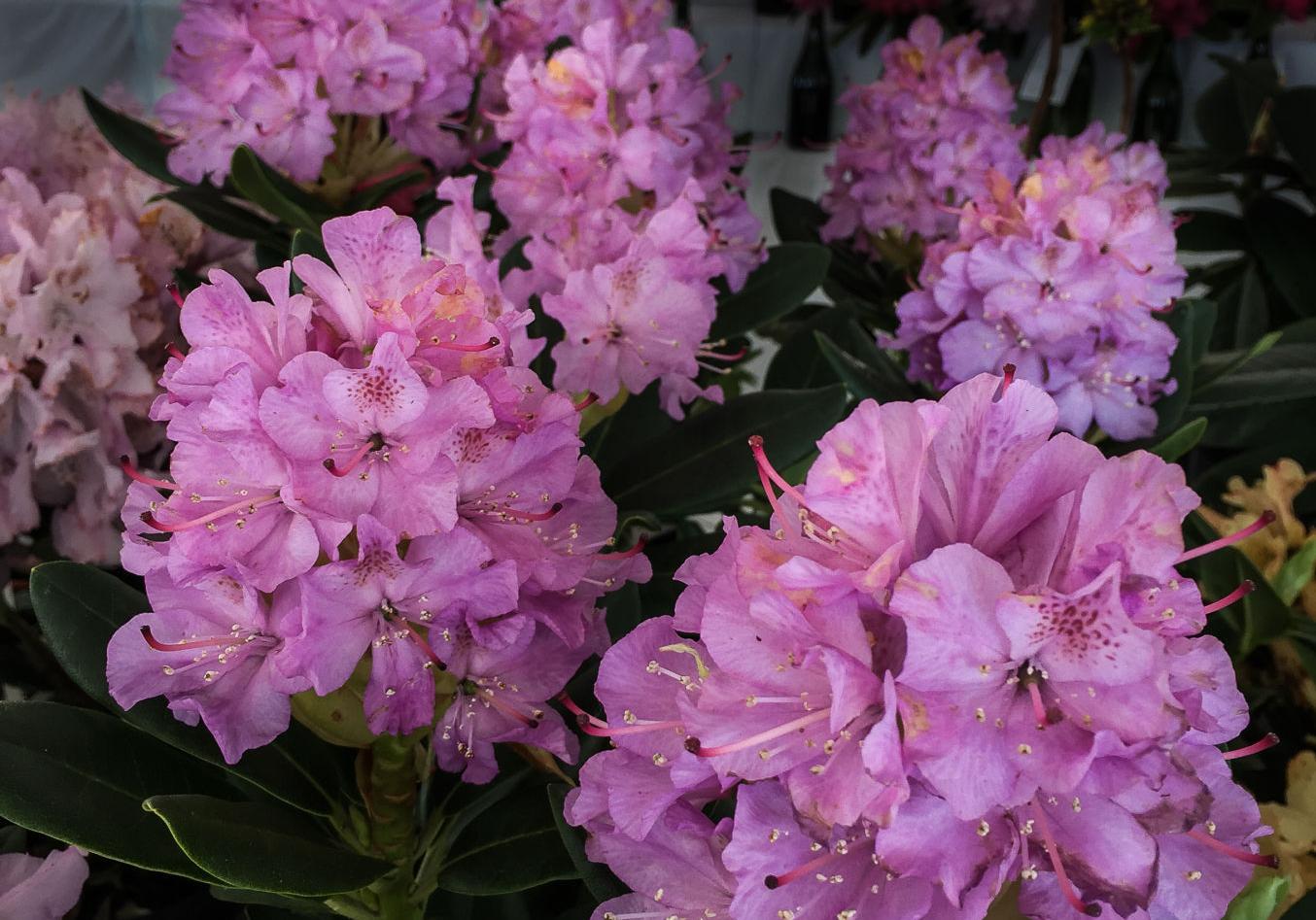 Rhododendron-3554.jpg